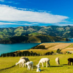 新州491签证降低要求？无需工作经验，只要住在偏远地区，职业在Stream1列表内即可申请？