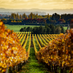 新西兰发布最新移民政策调整计划-关注种植业和酒业